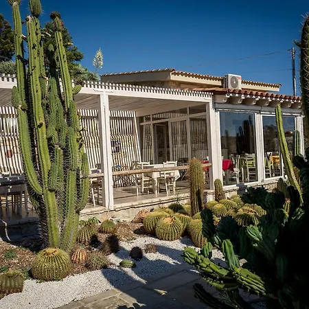 Country house Garden Cactus *